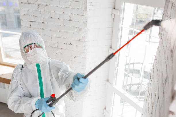 Reliable Levittown, NY Mold Removal Solutions