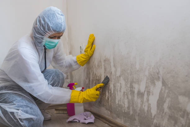 Mold Odor Removal Services in Levittown, NY